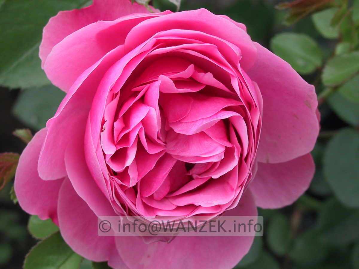 Strauchrose Leonardo Da Vinci 01.JPG